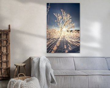 Winterzon in een ijzige jurk van Thorsten Güttes / 25pictures