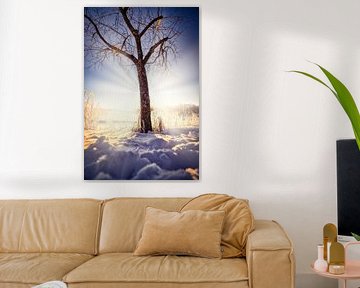Winterboom in een zee van stralen van Thorsten Güttes / 25pictures