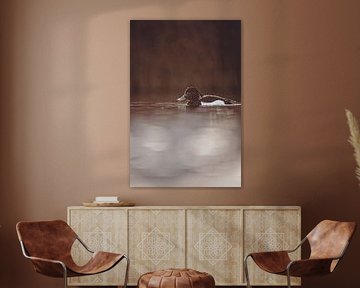 Elegance in the semi-darkness - duck in still water