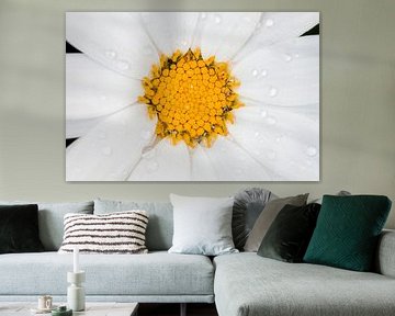 The heart of: the daisy