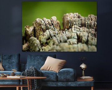 The language of the bark - structures in close-up by Thorsten Güttes / 25pictures