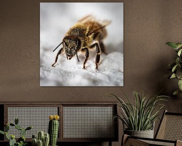 The world in miniature - macro photography of a bee