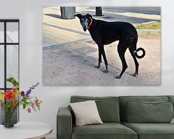 Black greyhound in the bay of Cádiz by Silva Wischeropp