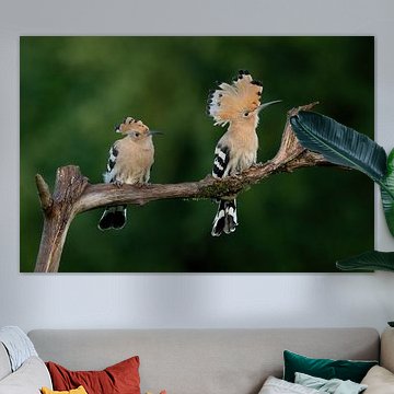 Two hoopoes on branch with green background
