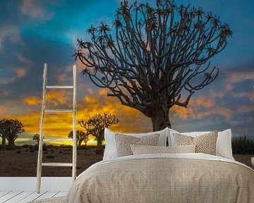 Köcherbäume in der Kalahari-Wüste, Namibia