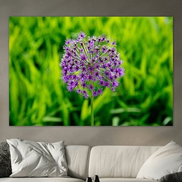 Allium - contrasterende kleuren