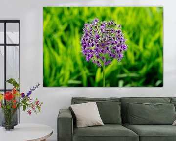Allium - contrasting colours by Evelien Bauwens