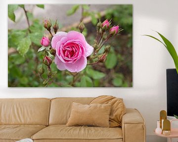 Roze roos van Evelien Bauwens
