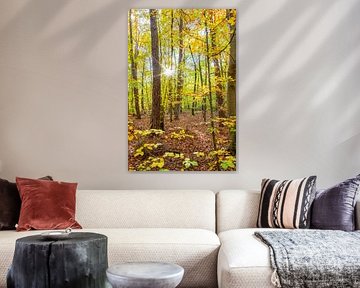 Kleurrijk herfstbos