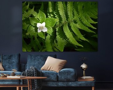 A fern in the forest by Claude Laprise