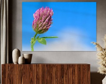 Pluk de Dag! Close up van een rode klaver bloem op een zonnige dag van Annette Hagemeijer
