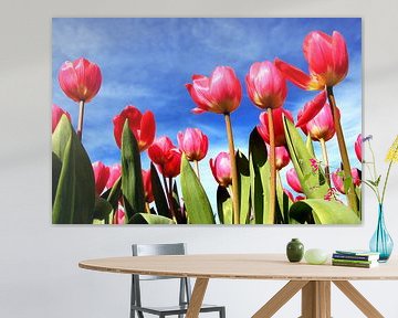 Typical Dutch tulips by Heleen van de Ven