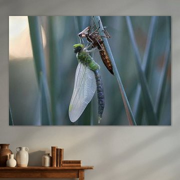 Grande libellule royale