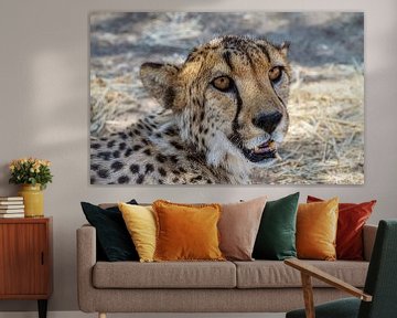 Tête de guépard, de la Namibie