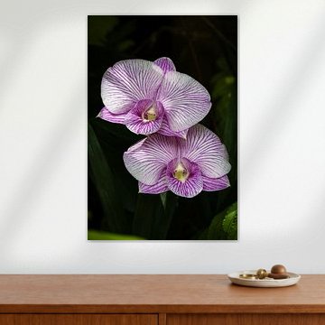 Exotische Orchideen mit zarten Mustern und raffinierten Violettschattierungen