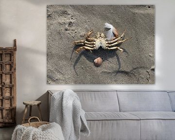 Un crabe sur la plage