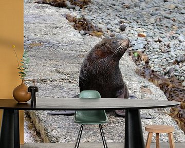 Nieuw-Zeelandse pelsrob
