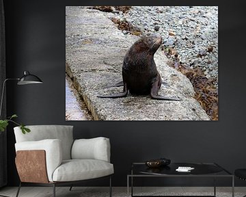 New Zealand fur seal by Matthias Brix