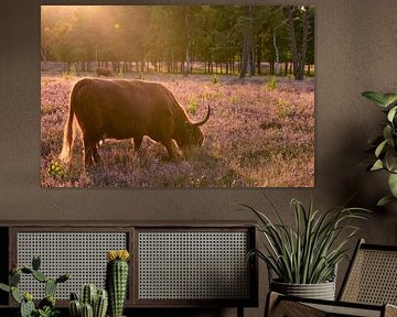 Hooglanders in een zonsondergang boven een heidelandschap van Sjoerd van der Wal Fotografie