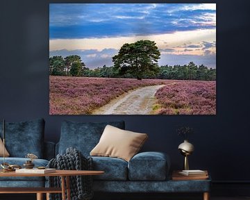 Sunset over a heather landscape by Sjoerd van der Wal Photography