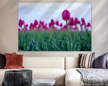 Tulips in a field by Pascale Driessen fotografie