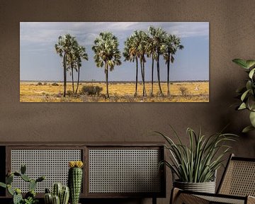 'Verdwaalde' palmbomen in de woestijn, Etosha van Rietje Bulthuis