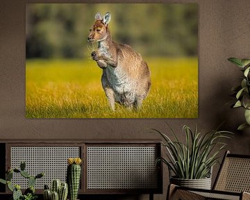Portret van een Westelijke Grijze Reuzenkangoeroe
