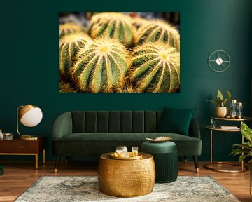 Cactus Parodia by Dieter Walther