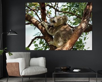 Koala van Matthias Brix