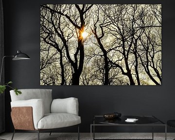 Le contre-jour du soleil à travers les branches dénudées des arbres sur Harrie Muis