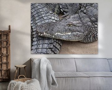 Crocodile du Nil sur Matthias Brix
