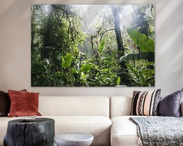 Monteverde Nebelwald – Das mystische Herz Costa Ricas von Rick Massar