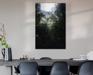 Monteverde Nebelwald – Das mystische Herz Costa Ricas von Rick Massar