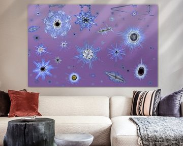 Plankton