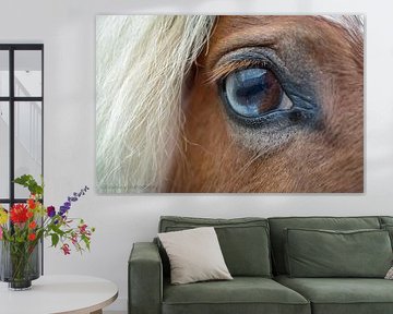 Macro photo of a horse's eye