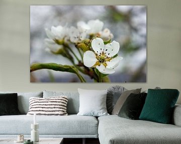 White blossom by Double u photography