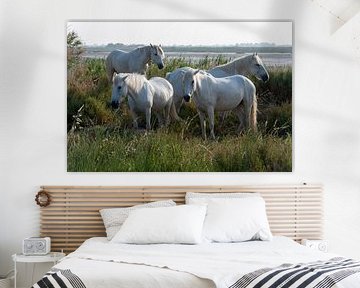 Chevaux de Camargue