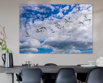 A Swarm of White Flying Swans.