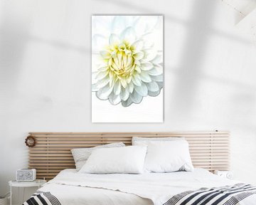 Witte Dahlia van Jan Brons