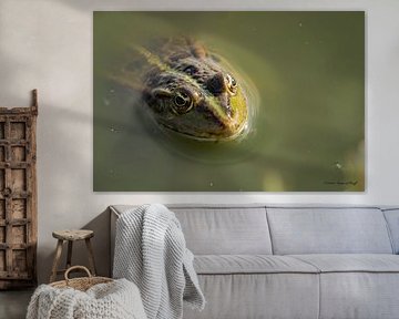 Green frog