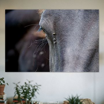 Nahaufnahme eines Pferdeauges