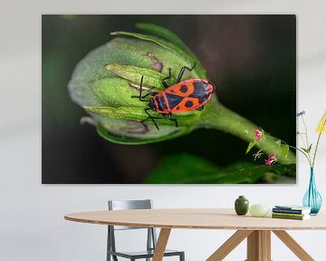 Vuurwants - (Pyrrhocoris apterus) van Kees Goethart
