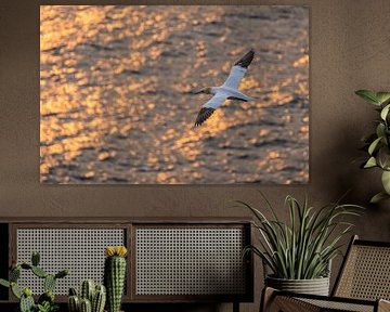Gannet in flight by Menno Schaefer