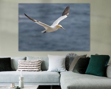 Jan van Gent in flight by Menno Schaefer
