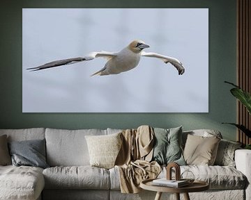 Gannet in flight by Menno Schaefer