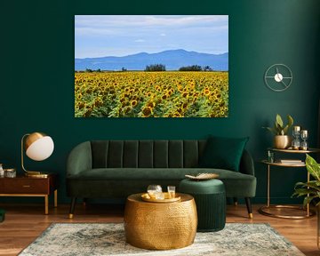 A field of sunflowers