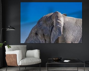Tête d'éléphant et ciel bleu
