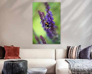 Bumblebee on flowers