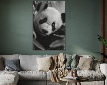 Jeune panda