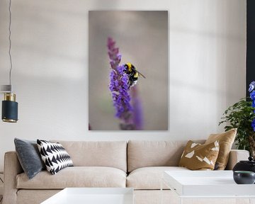 Bumblebee seeks nectar